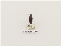 藏品(鞘翅目(1))的圖片